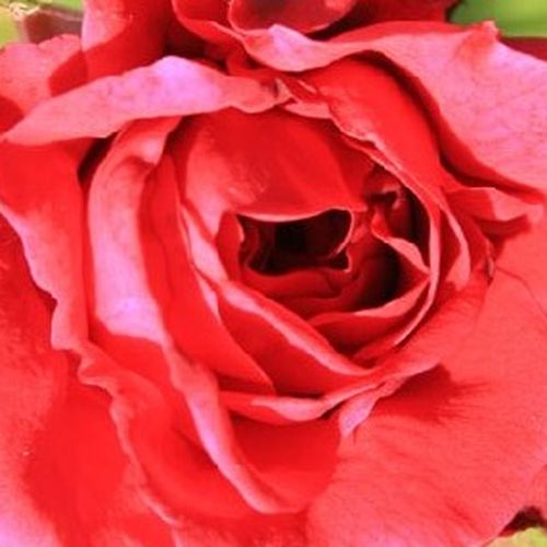 Online rózsa webáruház - climber, futó rózsa - vörös - Rosa Szaffi - diszkrét illatú rózsa - Márk Gergely - Meggypiros színű, telt virágú futórózsa.